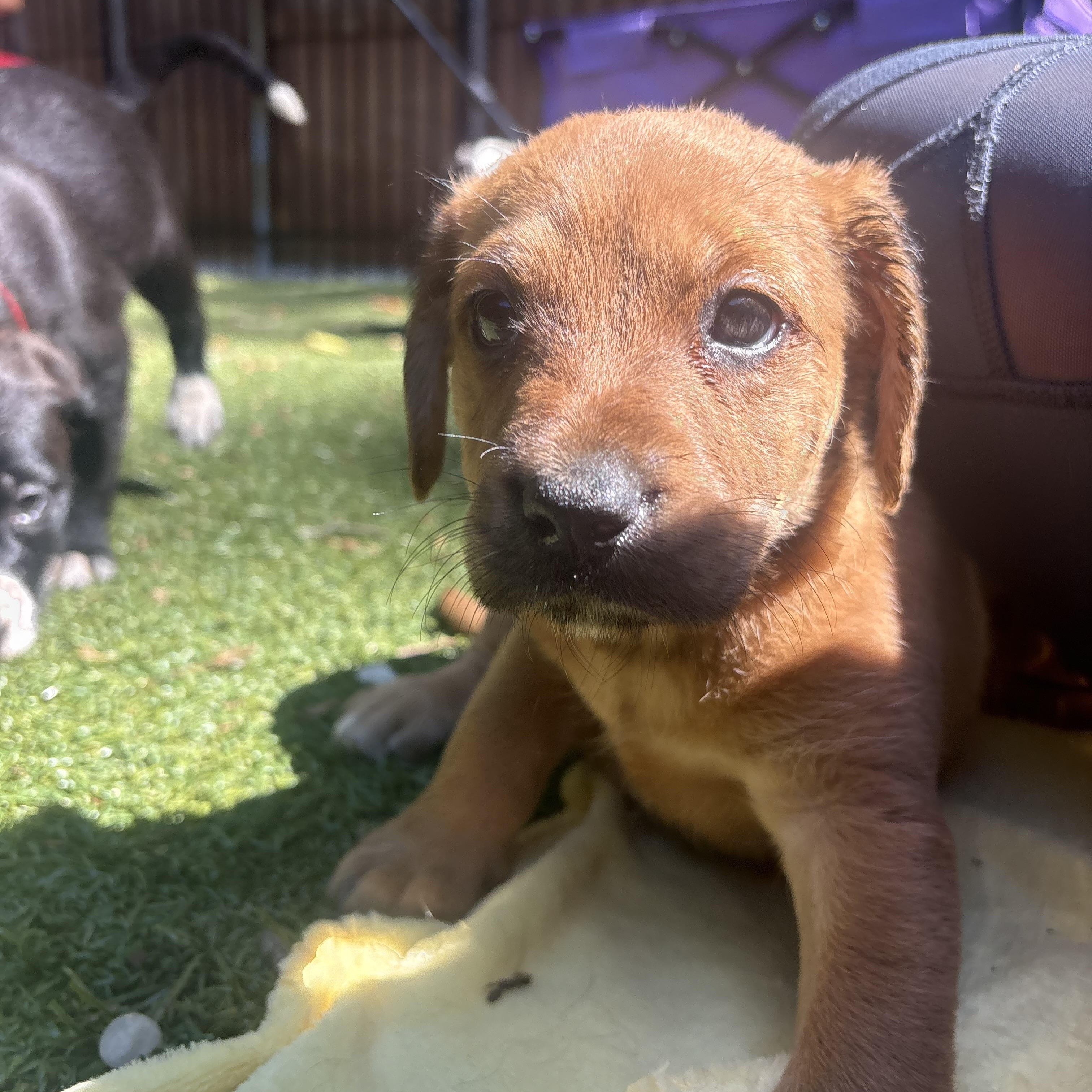 Quest, a ADOPTABLE mixed breed in Charlotte, NC image 3/5