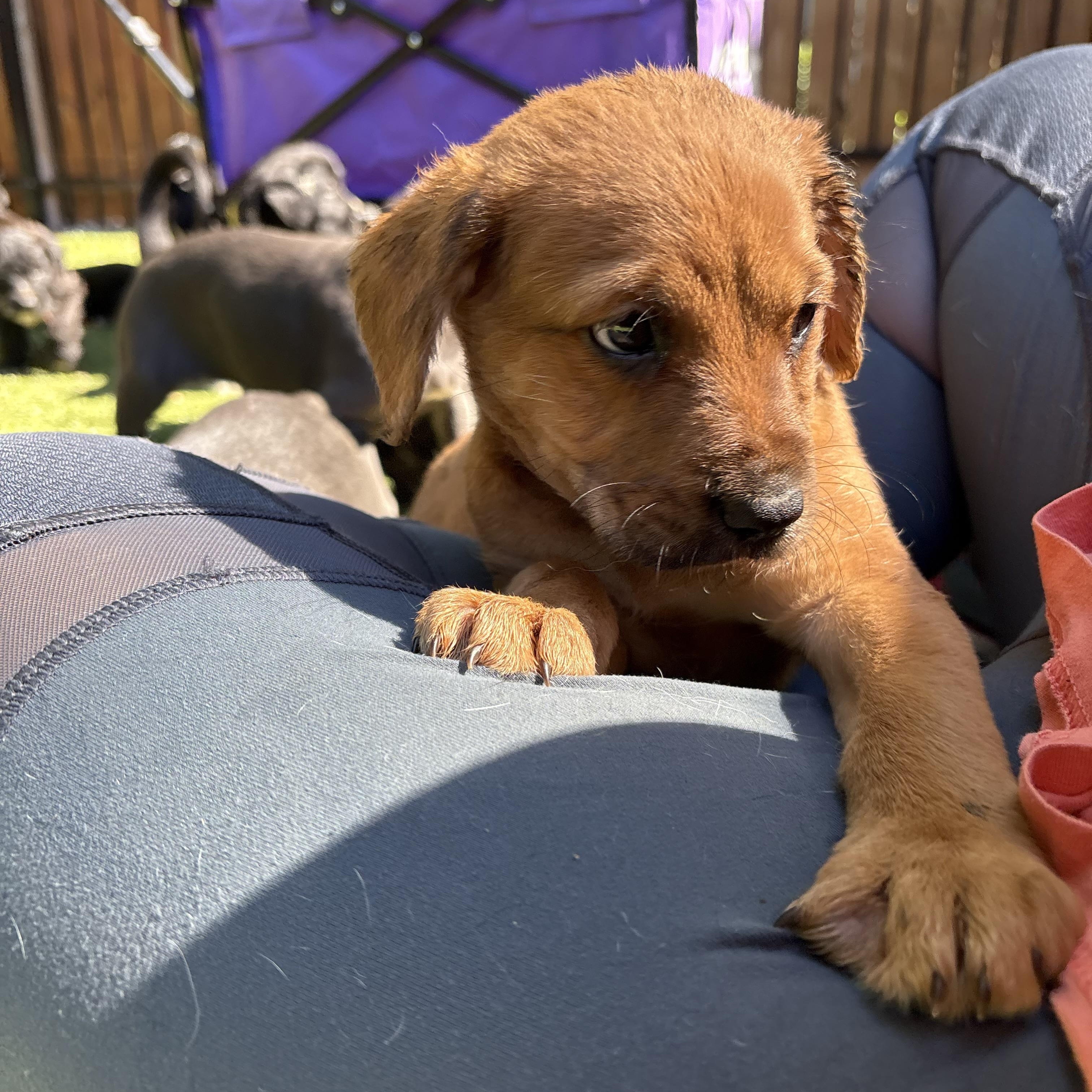 Quest, a ADOPTABLE mixed breed in Charlotte, NC image 5/5