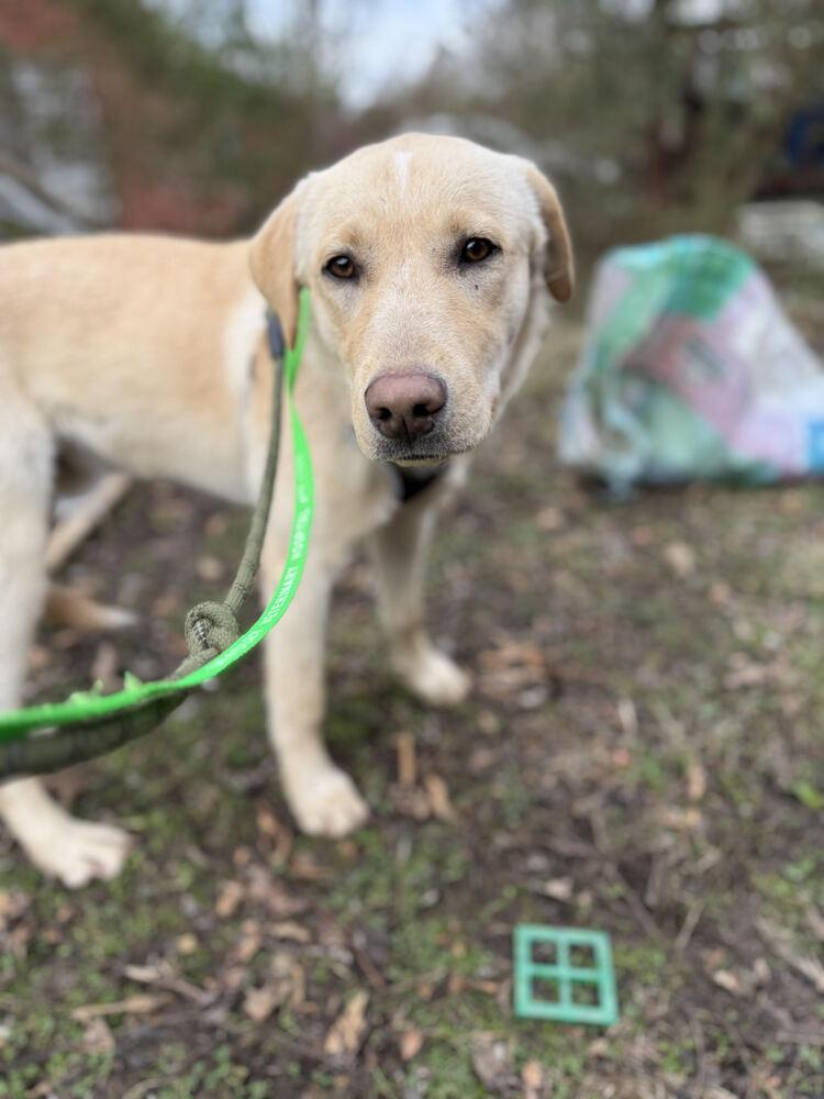 Enlarge Sunny, a Adoptable mixed breed in Chattanooga, TN image 1/4