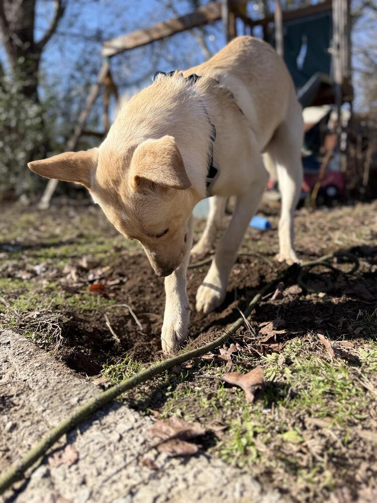 Enlarge Sunny, a Adoptable mixed breed in Chattanooga, TN image 2/4