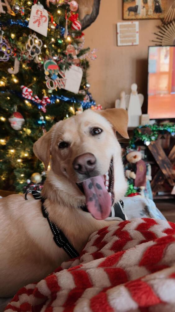 Enlarge Sunny, a Adoptable mixed breed in Chattanooga, TN image 3/4