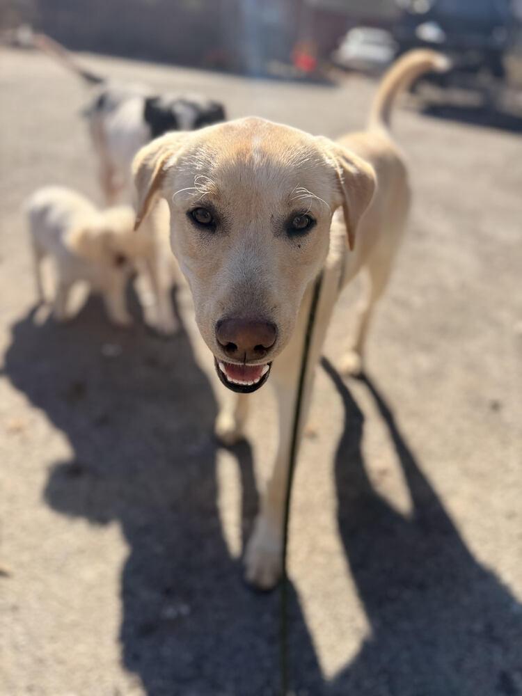 Enlarge Sunny, a Adoptable mixed breed in Chattanooga, TN image 4/4