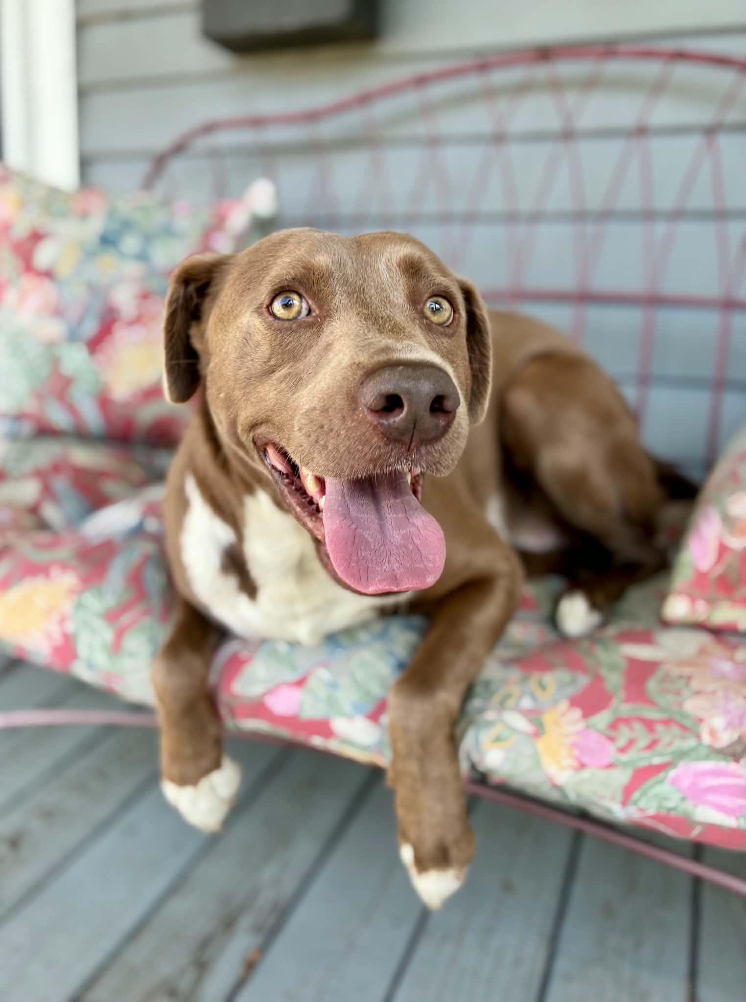 Enlarge Tanner — Best Friend to ALL, a Adopted mixed breed in Newburgh, NY image 1/6