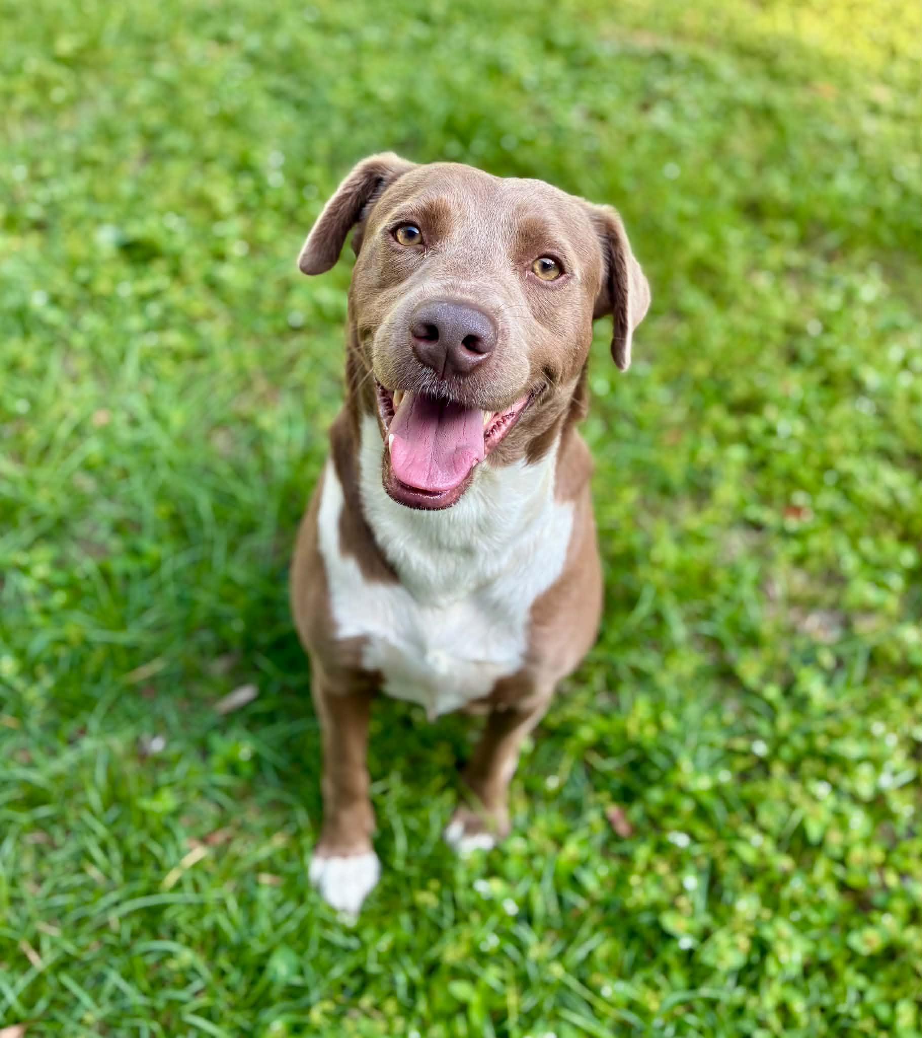 Enlarge Tanner — Best Friend to ALL, a Adopted mixed breed in Newburgh, NY image 3/6
