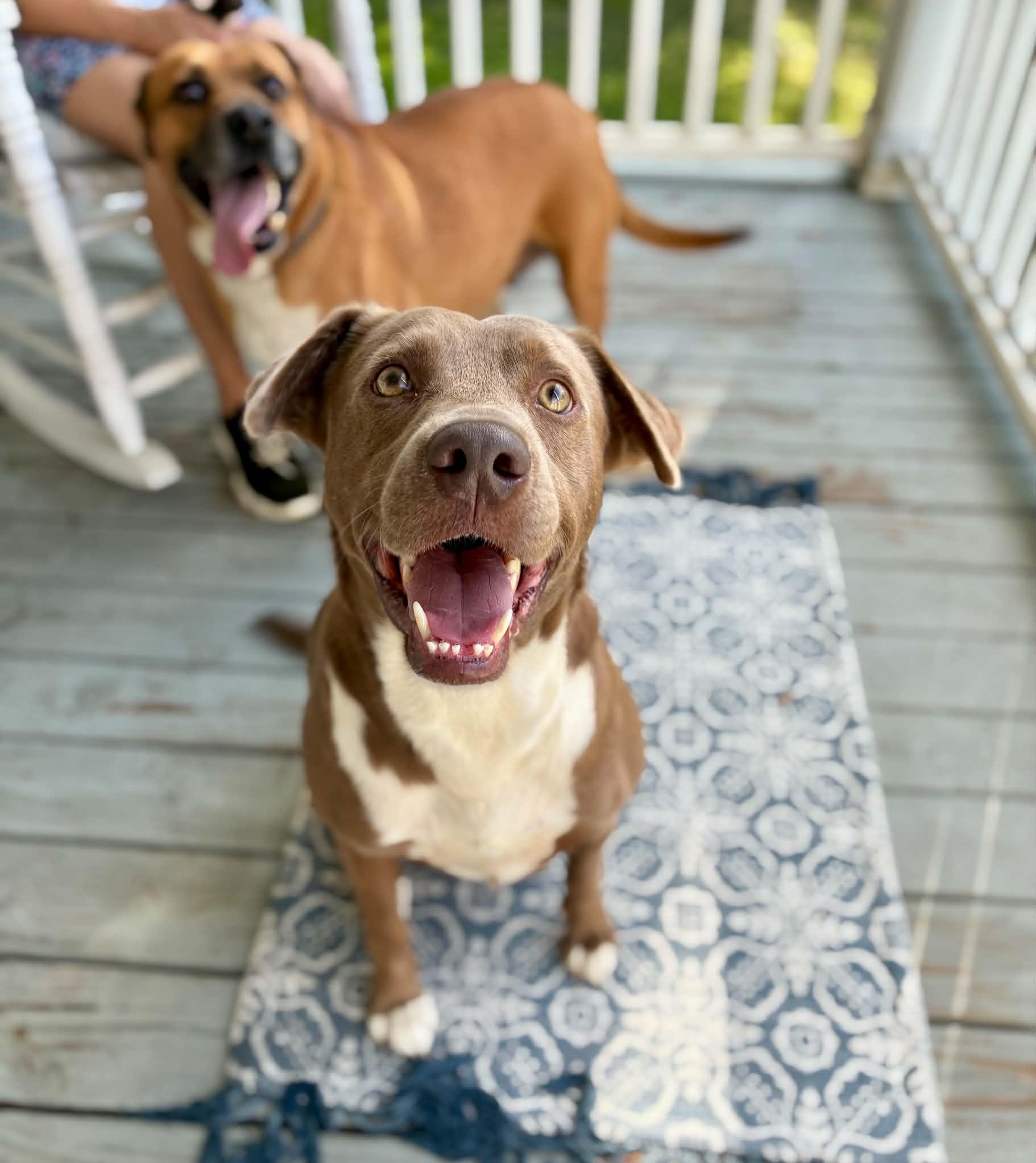 Enlarge Tanner — Best Friend to ALL, a Adopted mixed breed in Newburgh, NY image 5/6