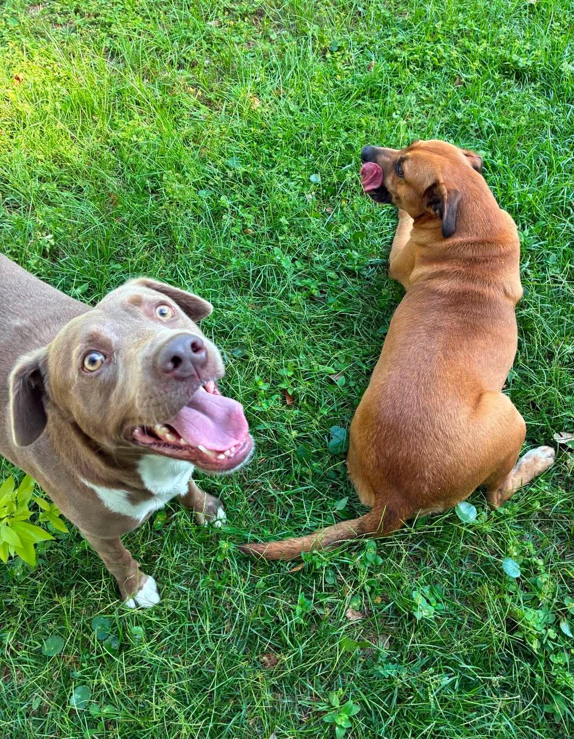 Enlarge Tanner — Best Friend to ALL, a Adopted mixed breed in Newburgh, NY image 2/6