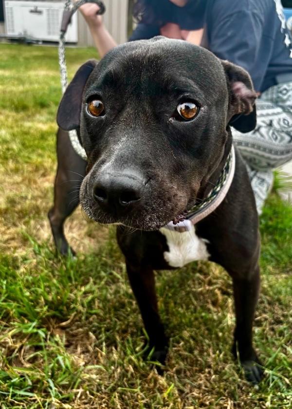 Enlarge Chicken (in Foster), a Adoptable mixed breed in Skillman, NJ image 1/1