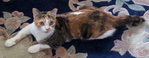 Opal - Petsmart Plantation Foster Home, Adoptable, Adult Female Calico.