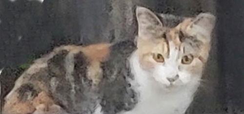 Opal - Petsmart Plantation Foster Home, a Adoptable Calico in Oakland Park, FL image 2/3