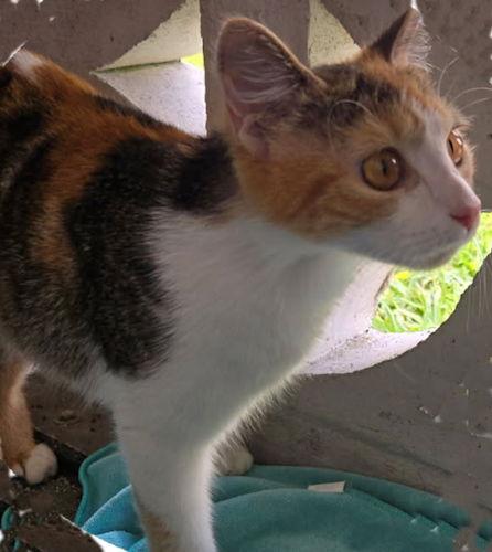 Opal - Petsmart Plantation Foster Home, a Adoptable Calico in Oakland Park, FL image 3/3