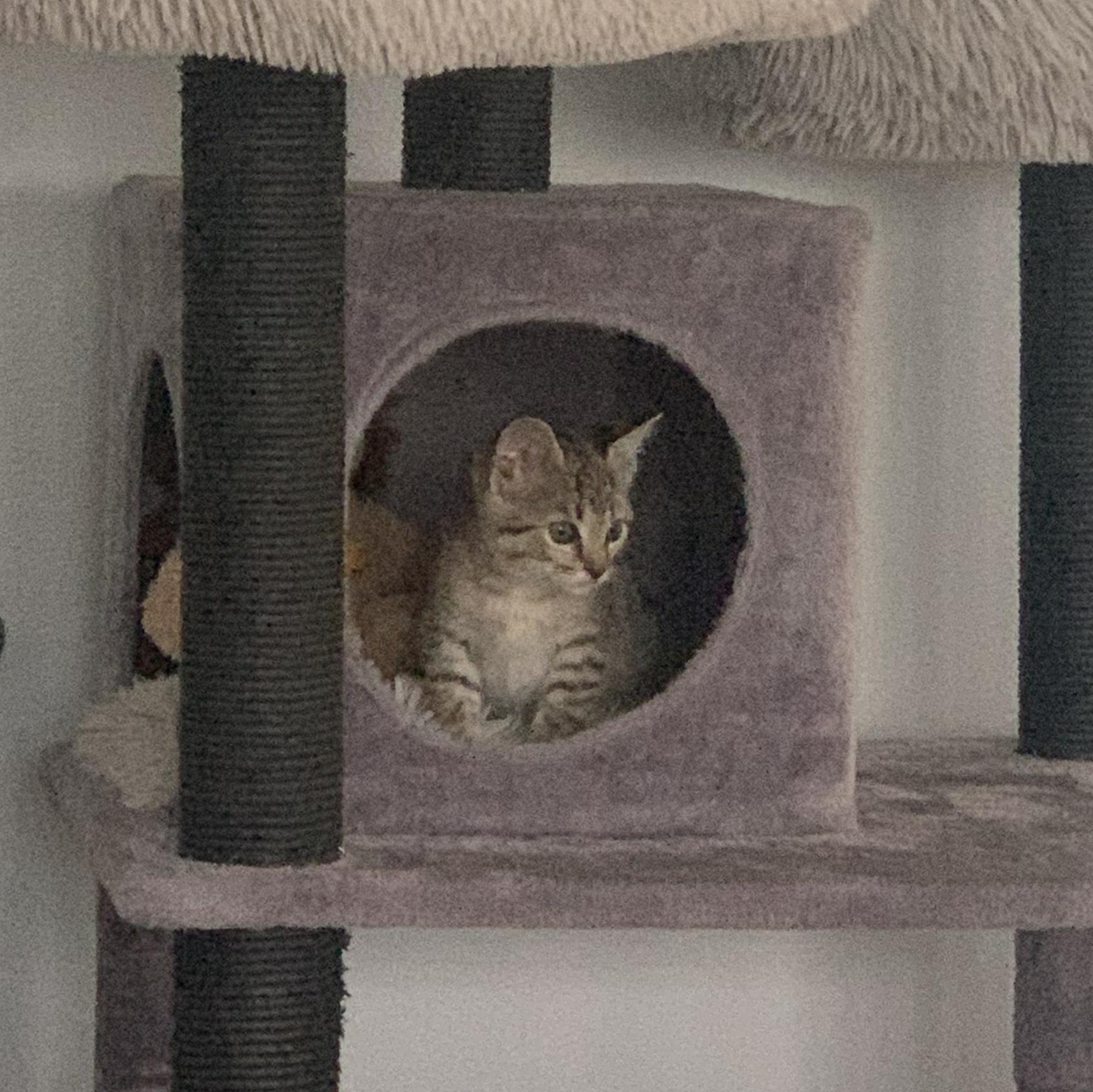 Lucy, an adopted Domestic Short Hair in Crestwood, MO image 4/6