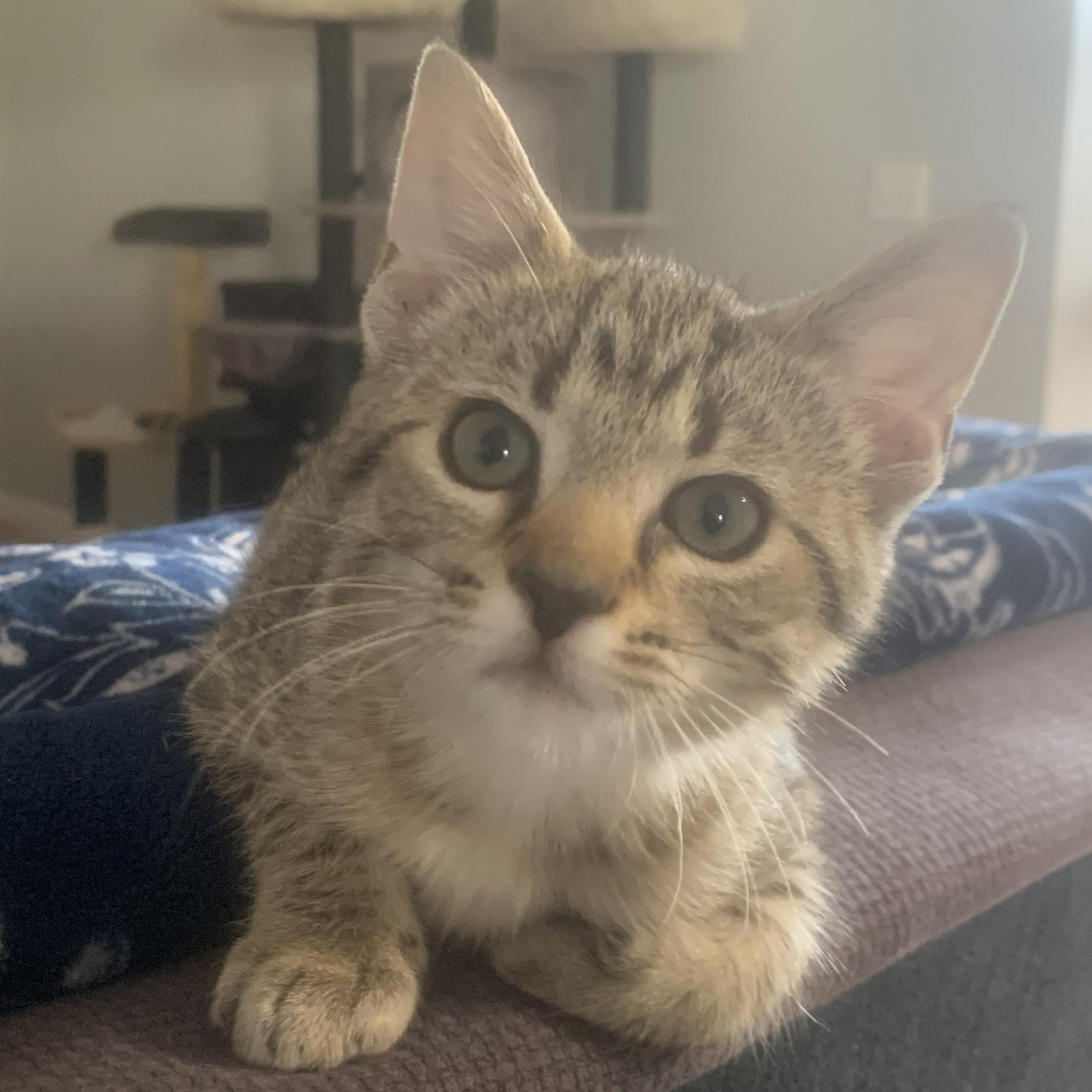 Lucy, an adopted Domestic Short Hair in Crestwood, MO image 3/6