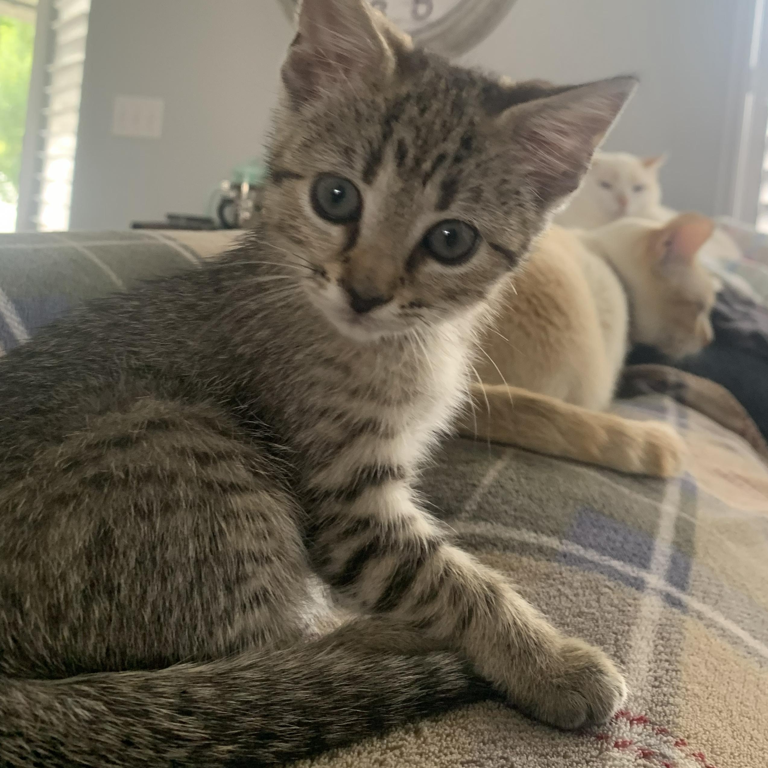 Lucy, an adopted Domestic Short Hair in Crestwood, MO image 2/6