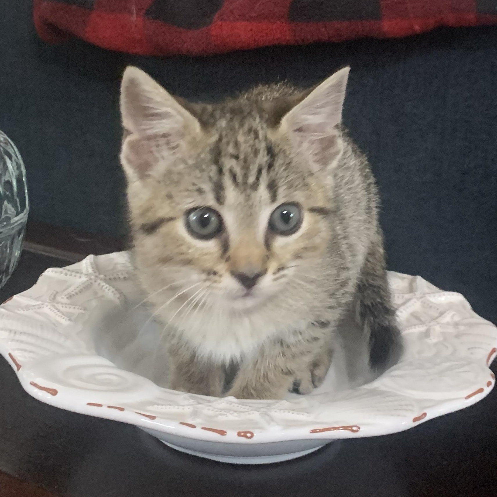 Lucy, an adopted Domestic Short Hair in Crestwood, MO image 6/6