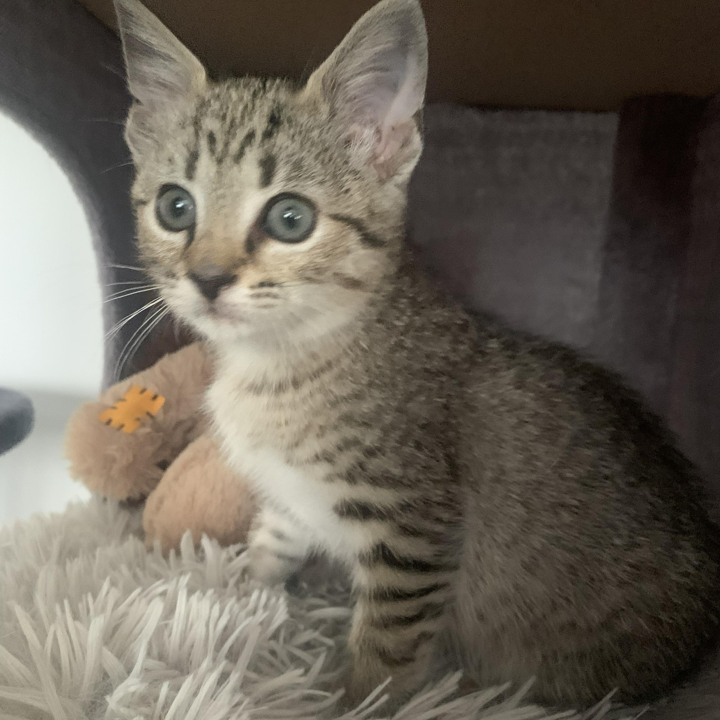Lucy, an adopted Domestic Short Hair in Crestwood, MO image 5/6