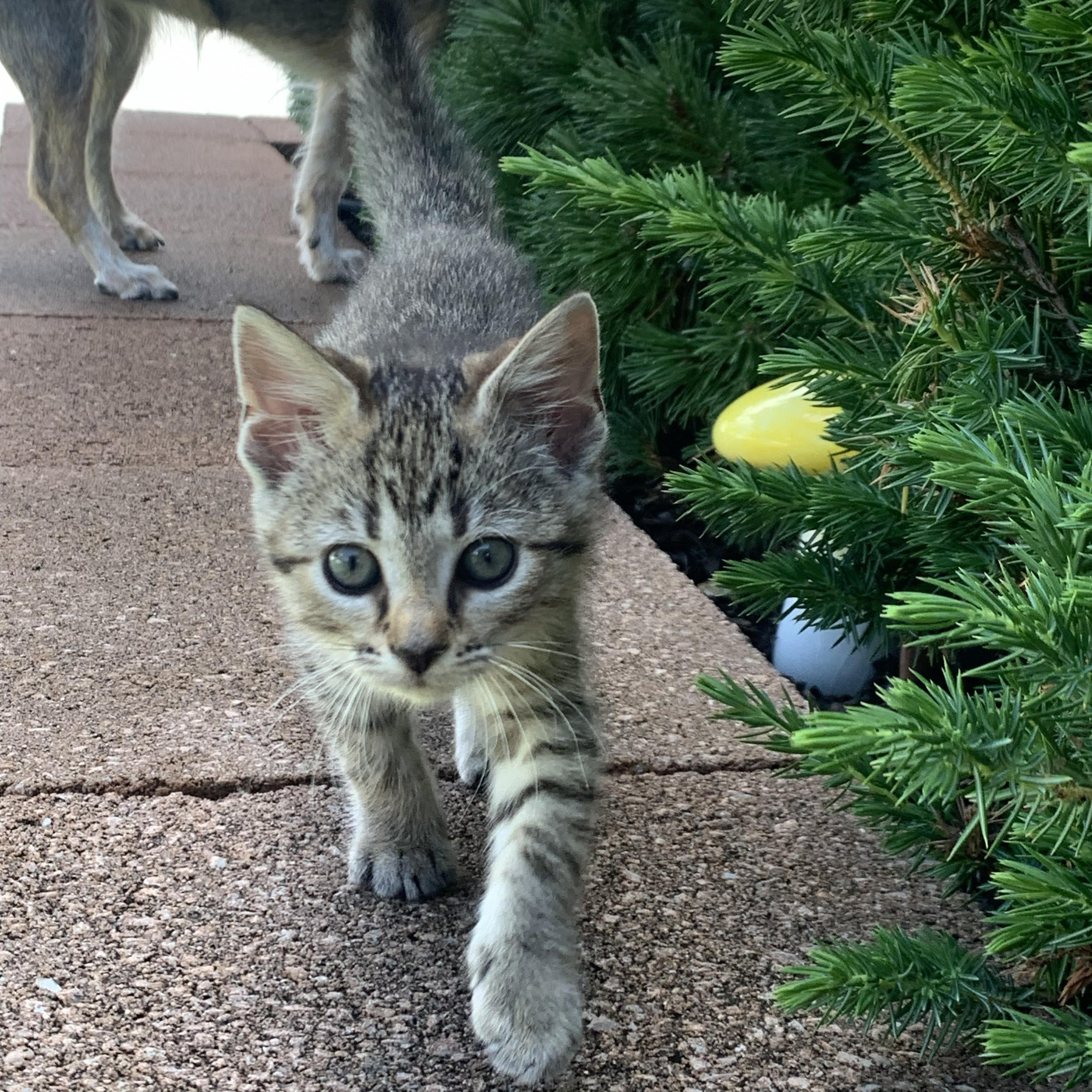 Lucy, adopted, Kitten Female Domestic Short Hair.
