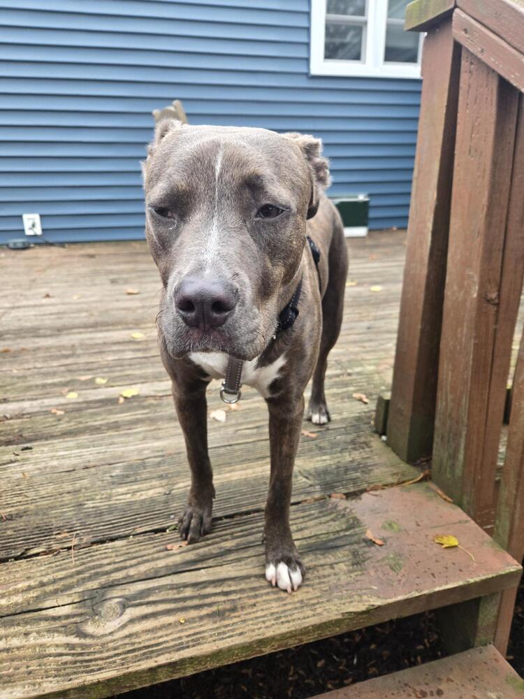 Shelby, Adoptable, Young Female Pit Bull Terrier.