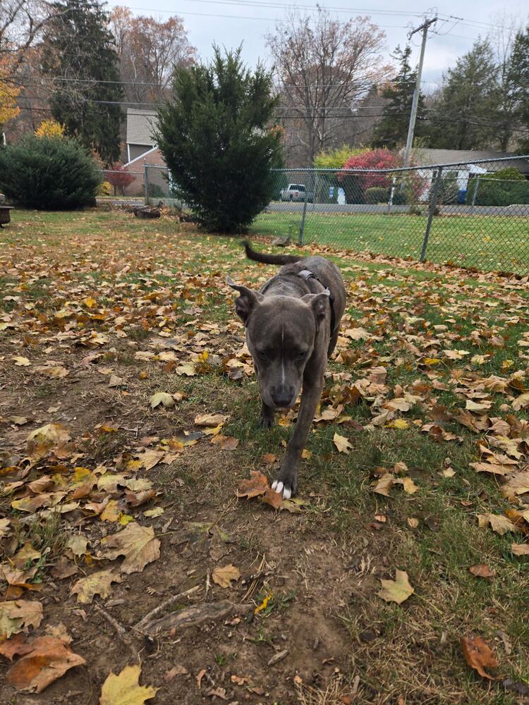 Enlarge Shelby, a Adoptable mixed breed in Willingboro, NJ image 2/6