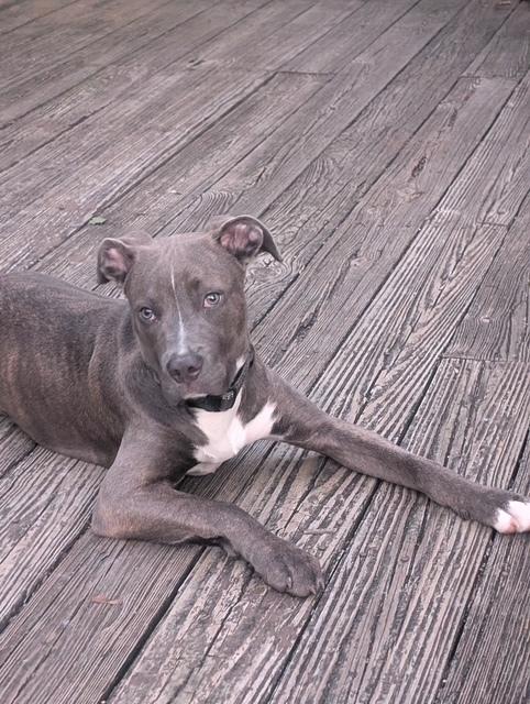 Enlarge Shelby, a Adoptable mixed breed in Willingboro, NJ image 4/6