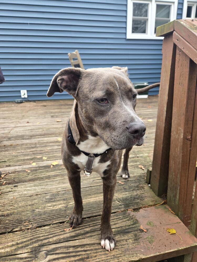 Enlarge Shelby, a Adoptable mixed breed in Willingboro, NJ image 5/6