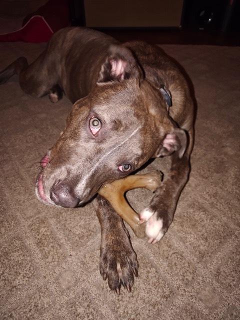 Enlarge Shelby, a Adoptable mixed breed in Willingboro, NJ image 6/6