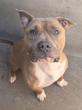 Corbin, Adoptable, Adult Male Pit Bull Terrier & Mixed Breed.