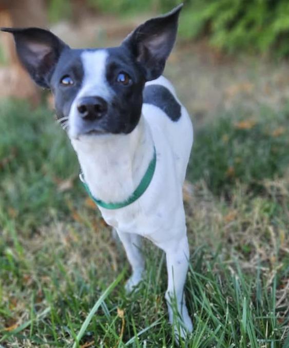 Oreo, Adoptable, Young Male Rat Terrier.