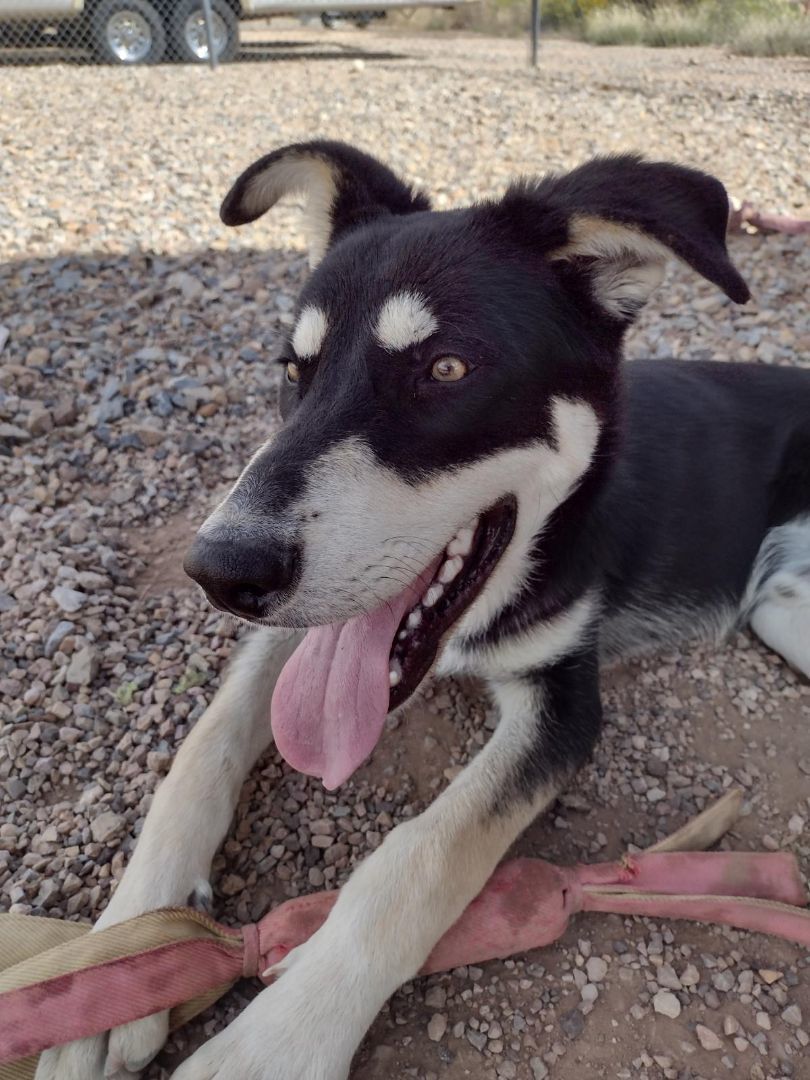 Dog for adoption Oreo, a Mixed Breed in Cedar City, UT Petfinder