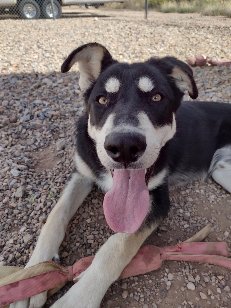 Dog for adoption Oreo, a Mixed Breed in Cedar City, UT Petfinder