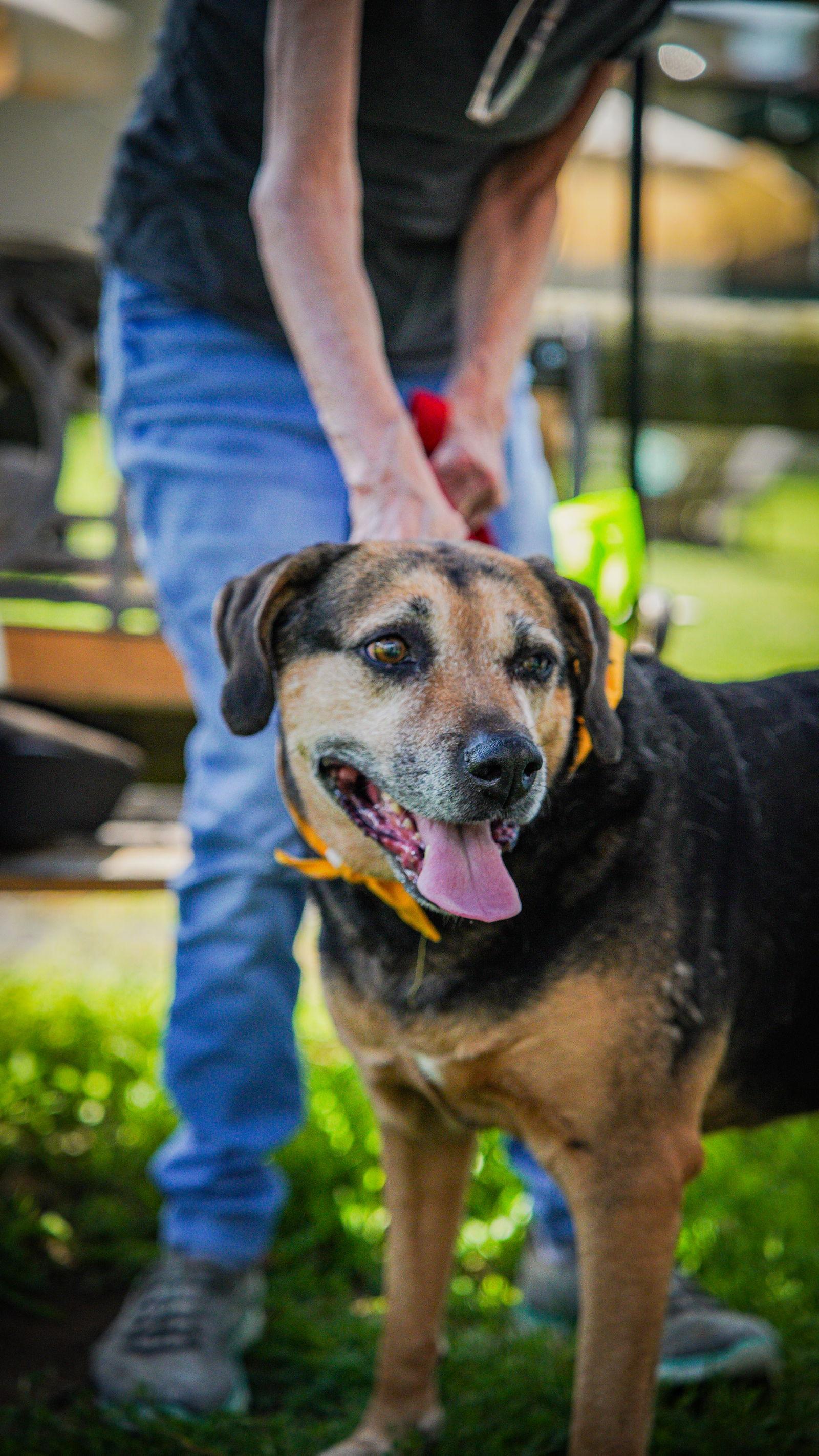 Abby - Awesome Girl!, Adoptable, Senior Female Hound.