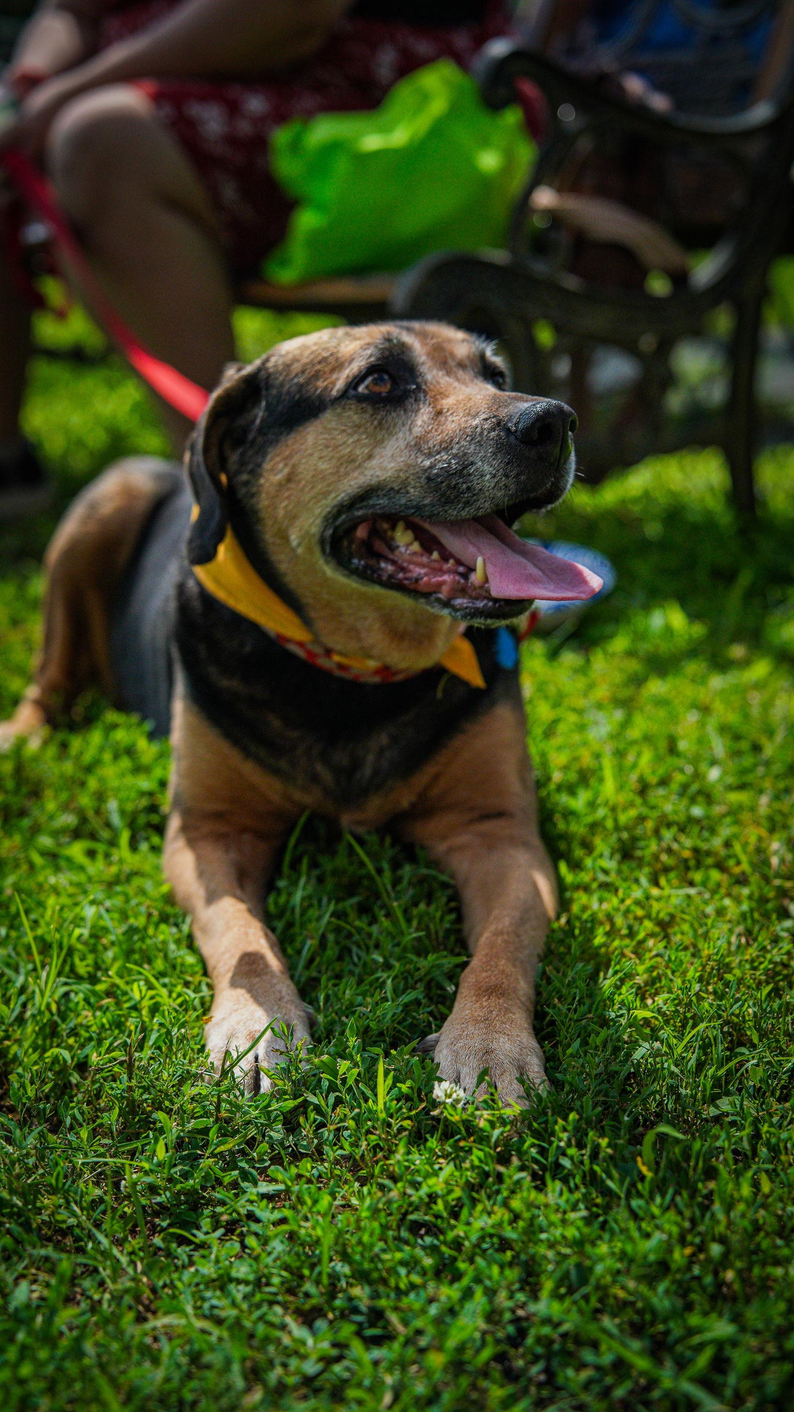 Enlarge Abby - Awesome Girl!, a Adoptable Hound in Oakhurst, NJ image 2/3