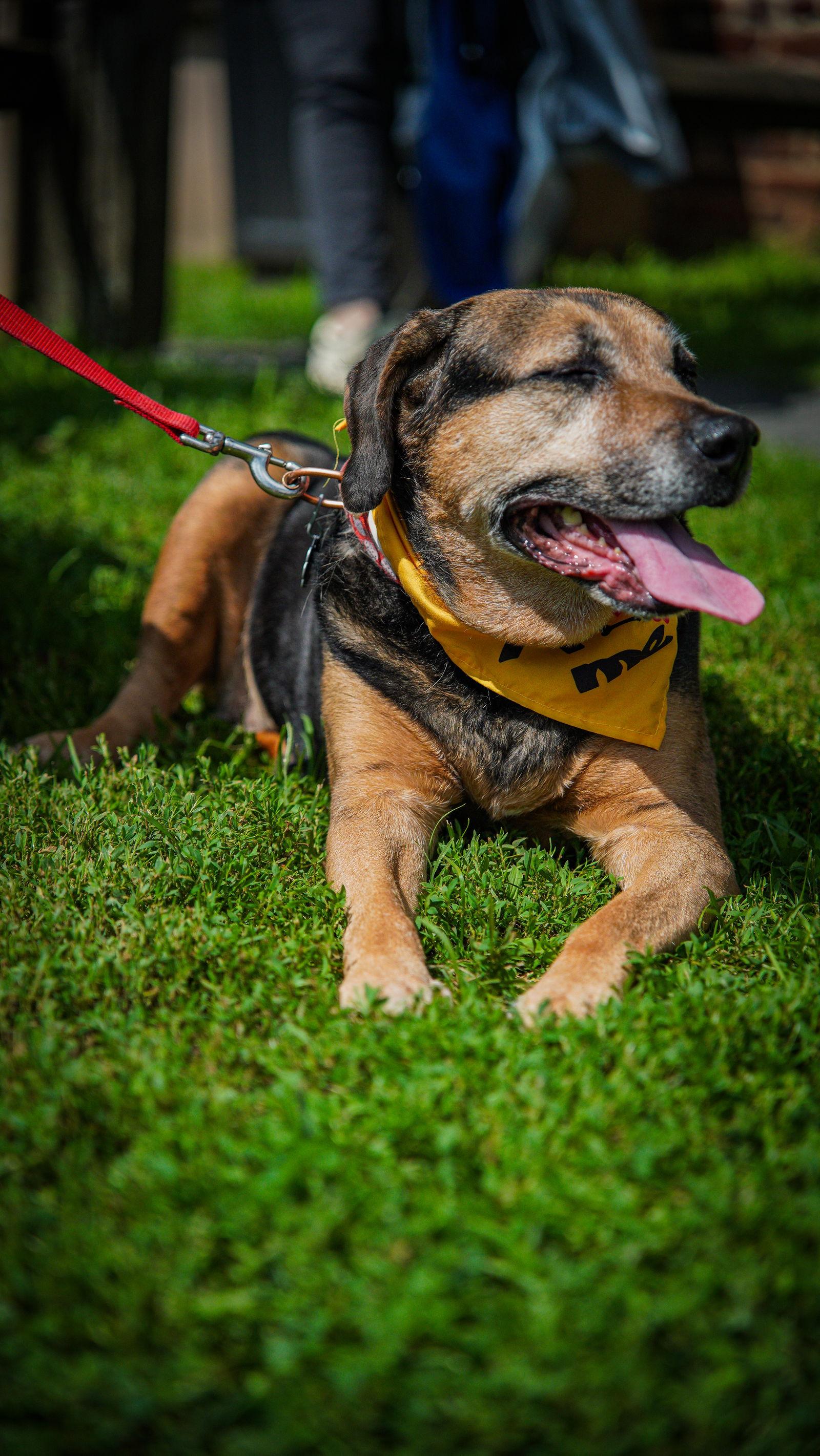 Enlarge Abby - Awesome Girl!, a Adoptable Hound in Oakhurst, NJ image 3/3
