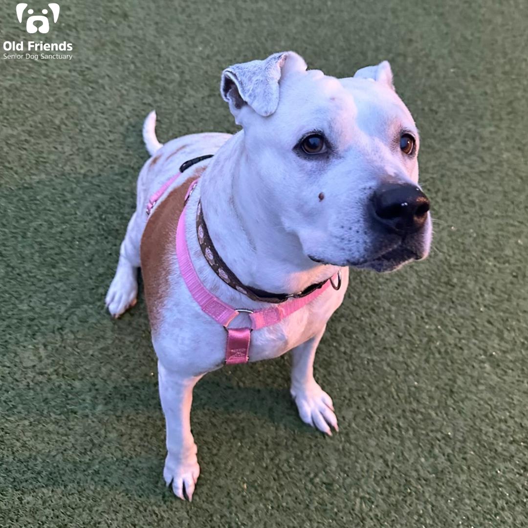 Polly, a Adoptable mixed breed in Mount Juliet, TN image 2/2