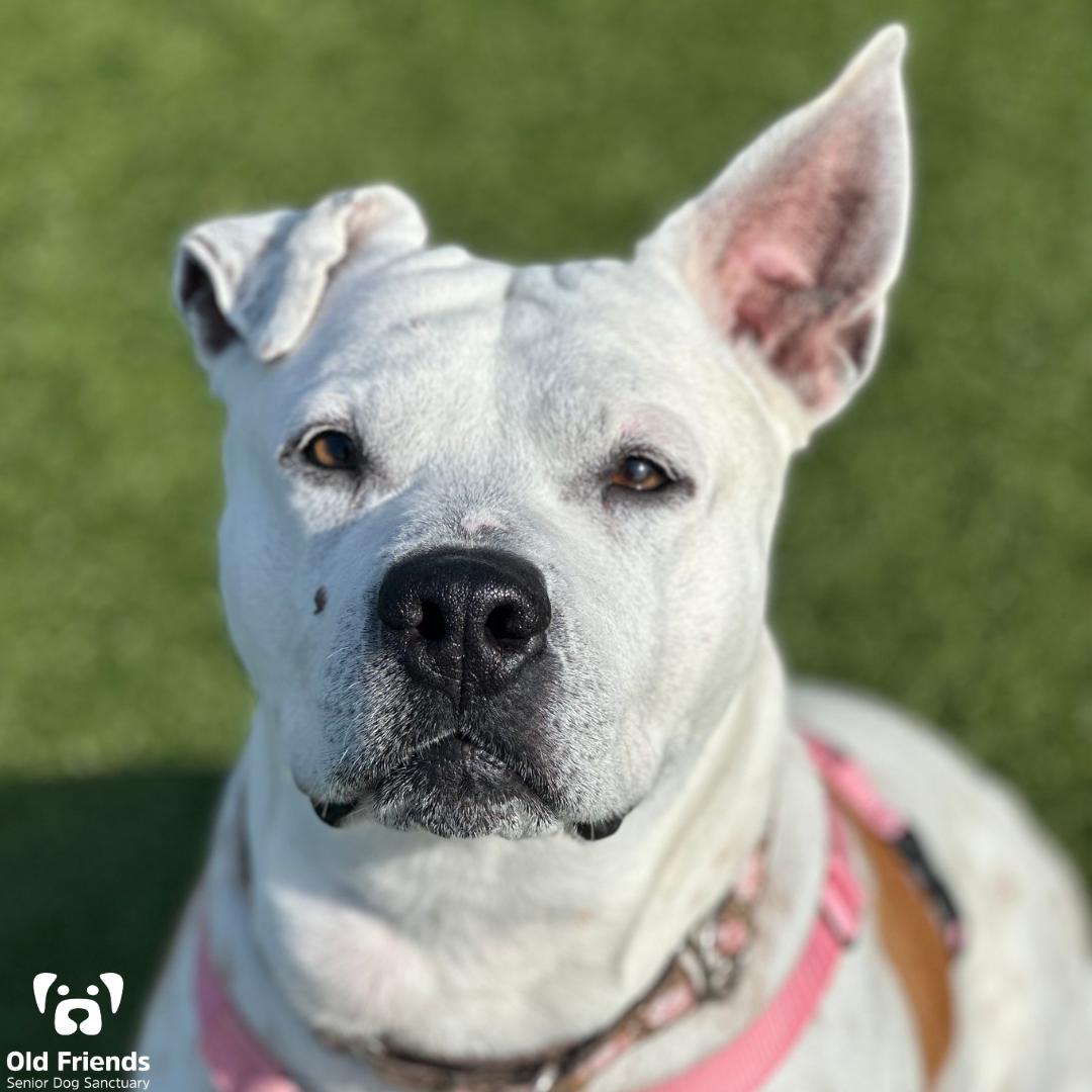 Polly, a Adoptable mixed breed in Mount Juliet, TN image 1/2