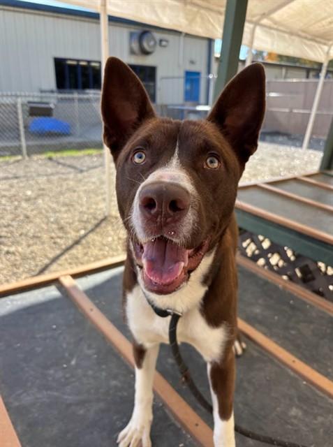 Enlarge UZI, a Adoptable Siberian Husky in Lincolnton, NC image 1/1