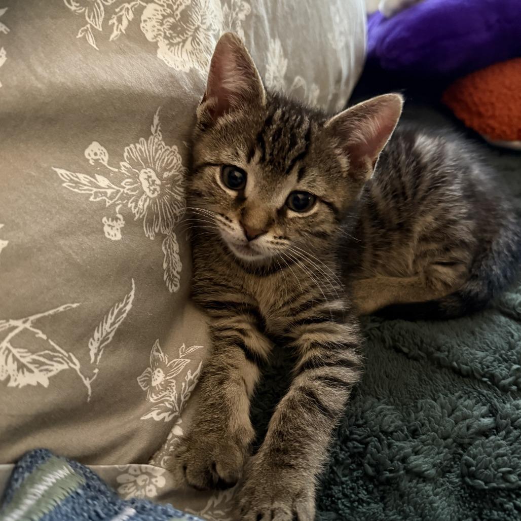 Tiny, Adoptable, Kitten Male Domestic Short Hair.