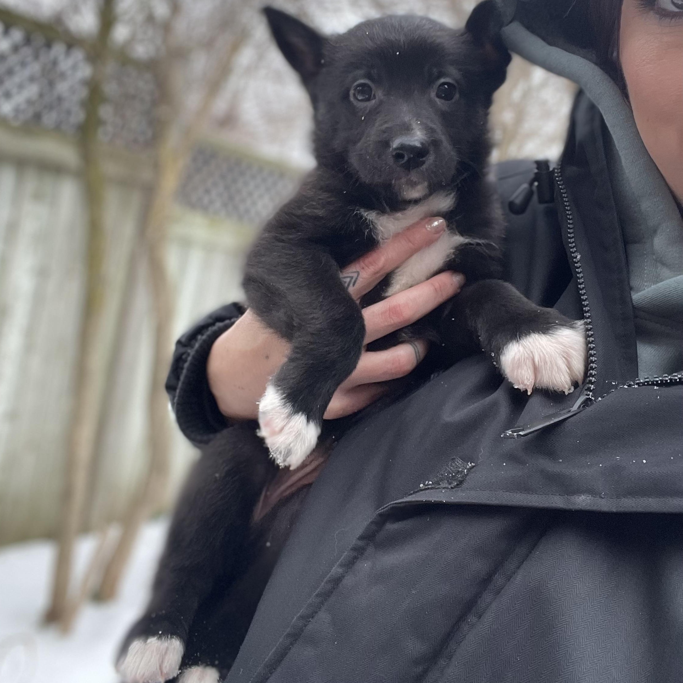 Enlarge Peppermint, a Adoptable mixed breed in Brantford, ON image 2/6