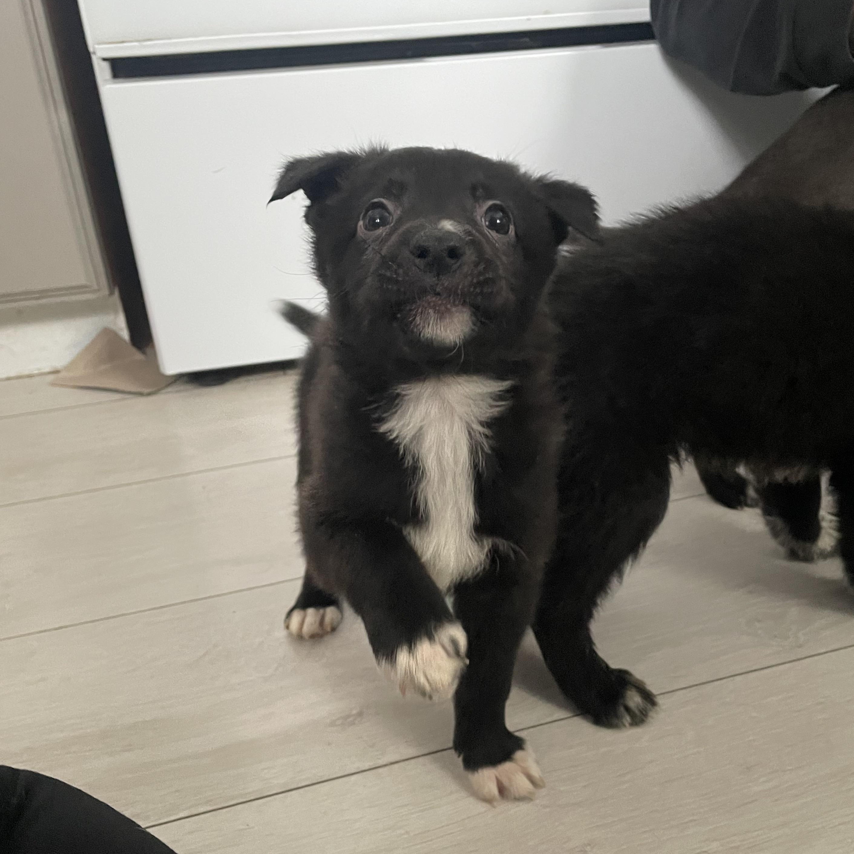 Peppermint, Adoptable, Puppy Female German Shepherd Dog & Australian Cattle Dog / Blue Heeler.