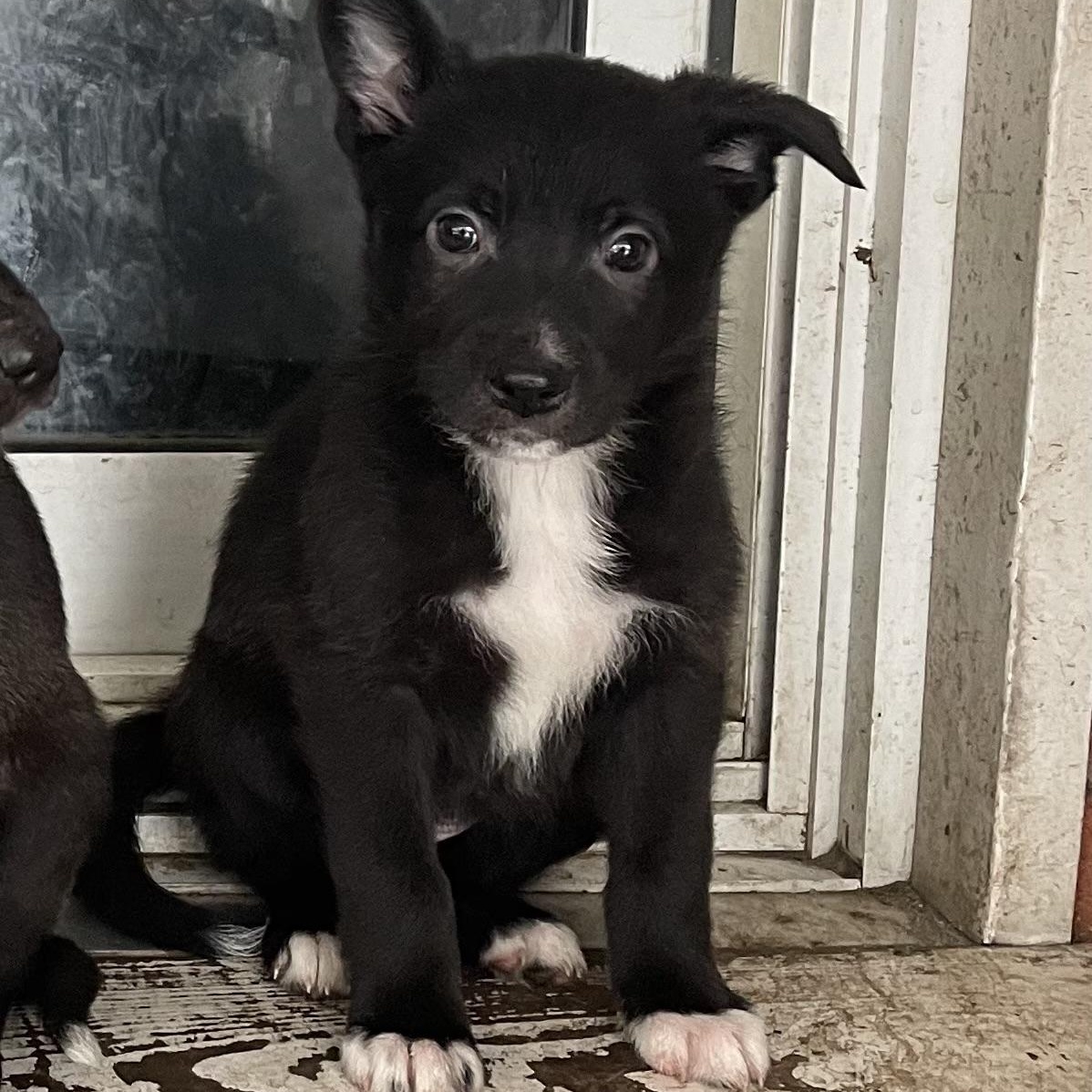 Enlarge Peppermint, a Adoptable mixed breed in Brantford, ON image 3/6