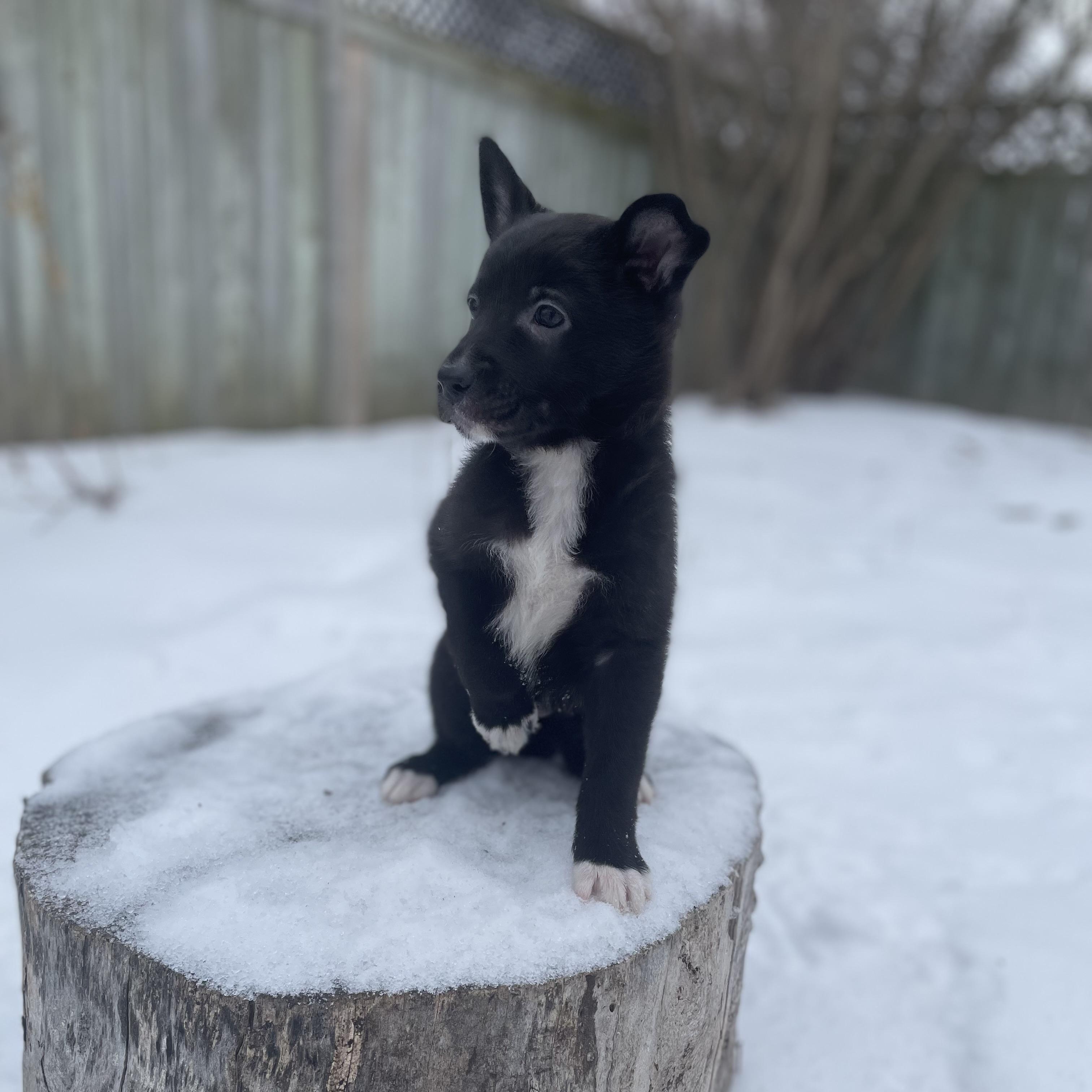 Enlarge Peppermint, a Adoptable mixed breed in Brantford, ON image 4/6