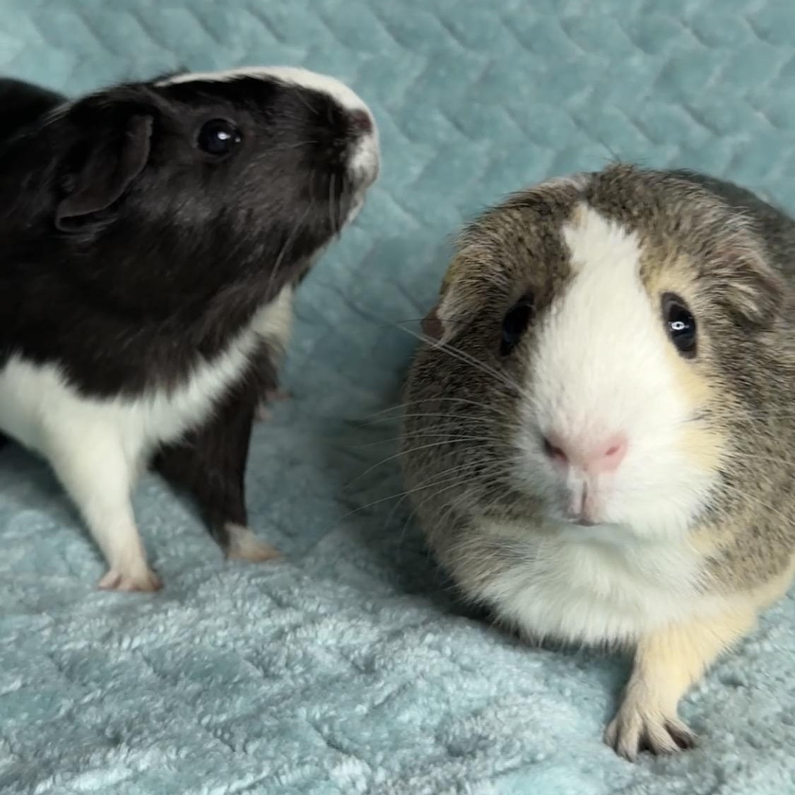 Enlarge Eevee & Umbreon, an adopted Short-Haired in San Antonio, TX image 4/5