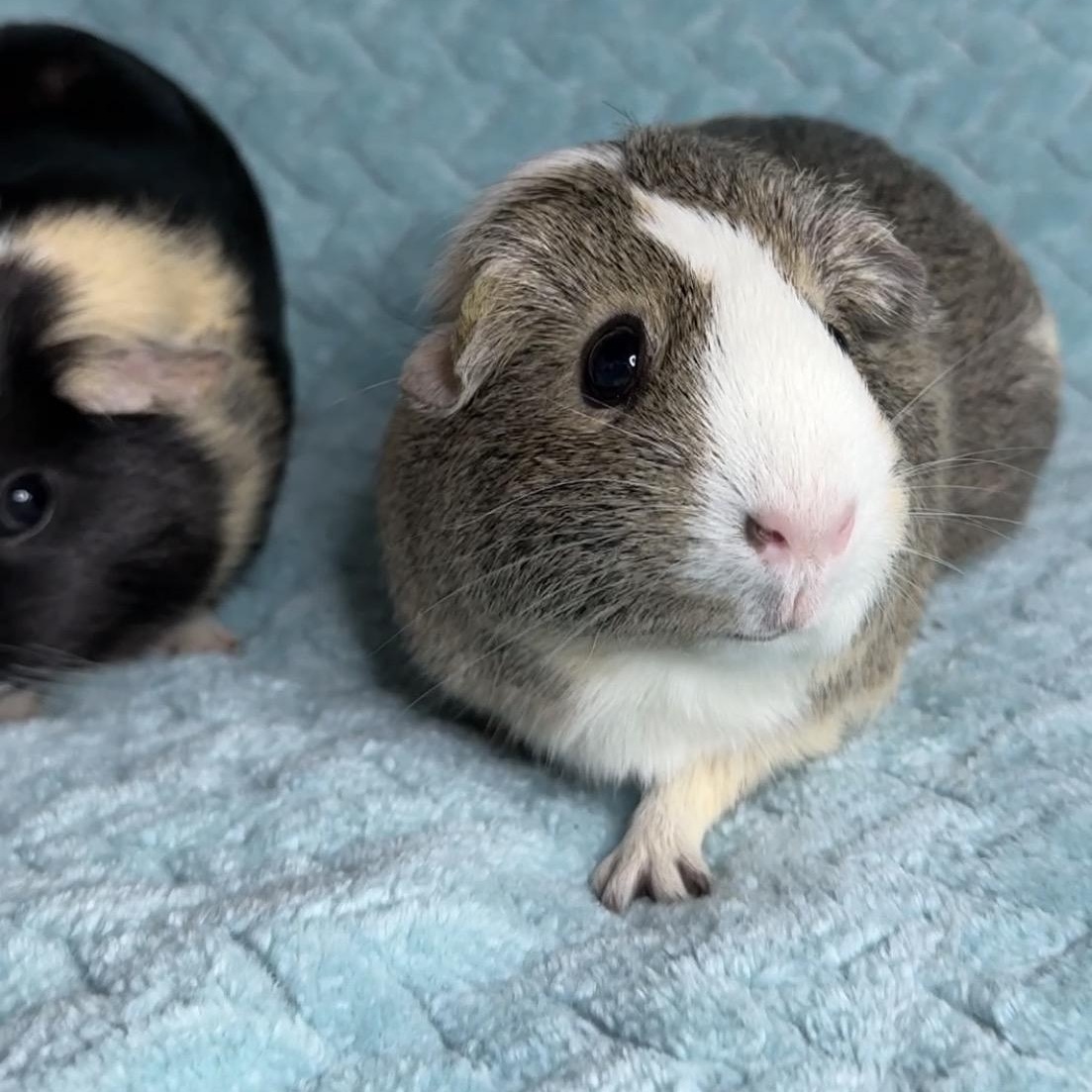 Enlarge Eevee & Umbreon, an adopted Short-Haired in San Antonio, TX image 2/5