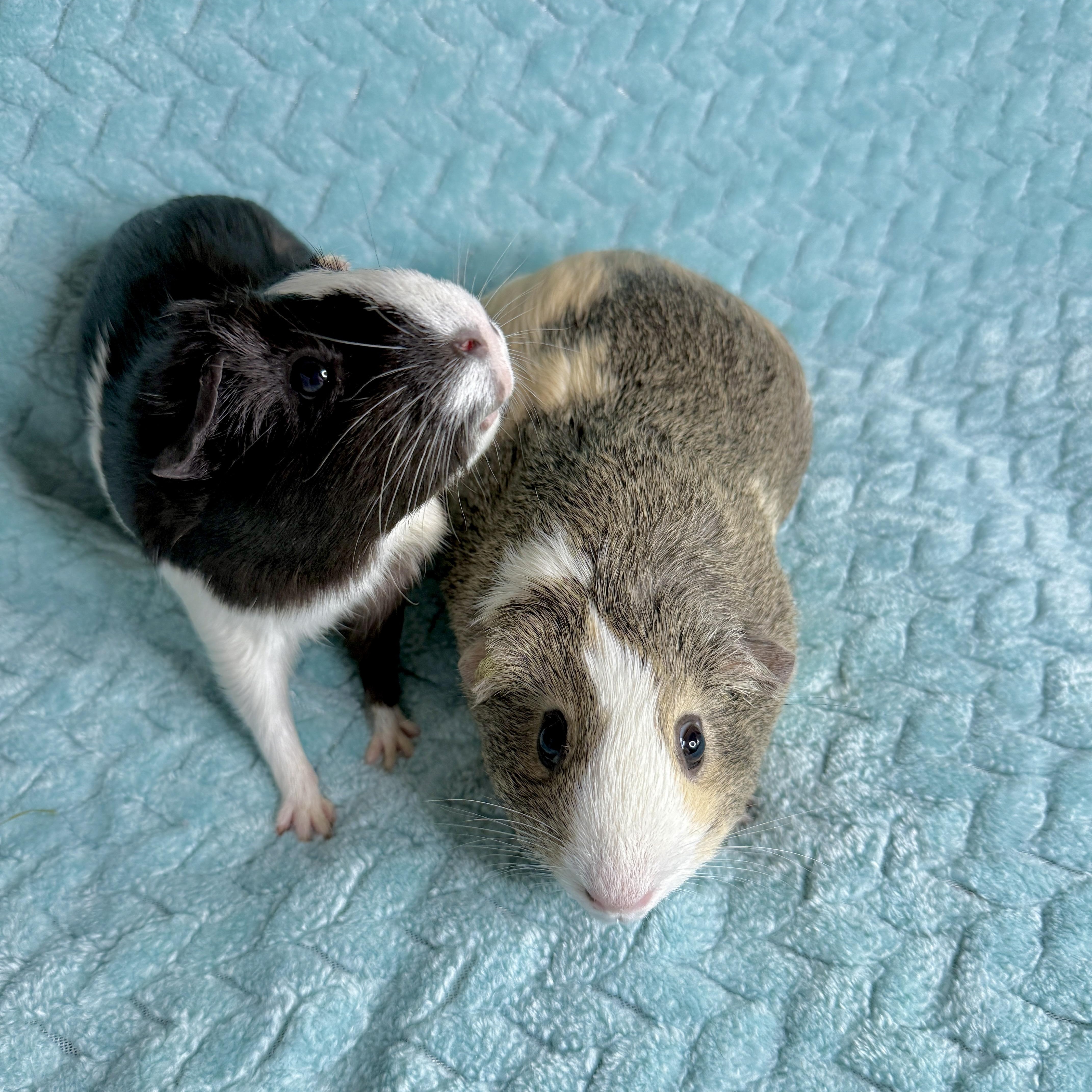 Enlarge Eevee & Umbreon, an adopted Short-Haired in San Antonio, TX image 1/5