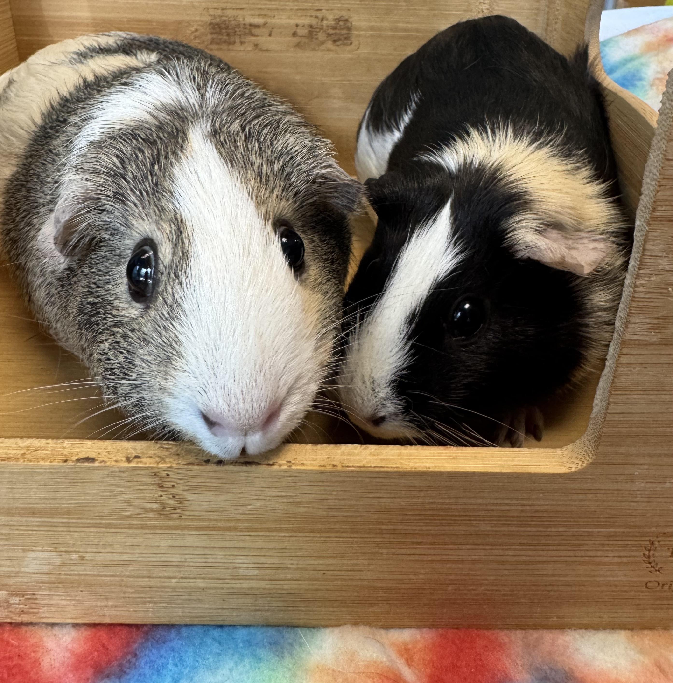 Enlarge Eevee & Umbreon, an adopted Short-Haired in San Antonio, TX image 3/5