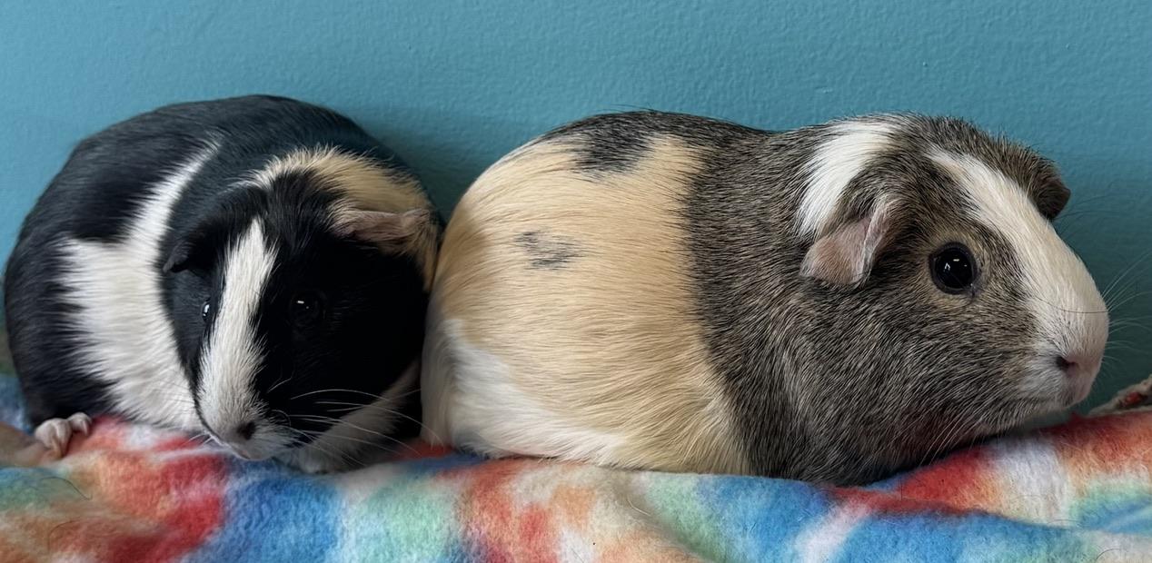 Enlarge Eevee & Umbreon, an adopted Short-Haired in San Antonio, TX image 5/5