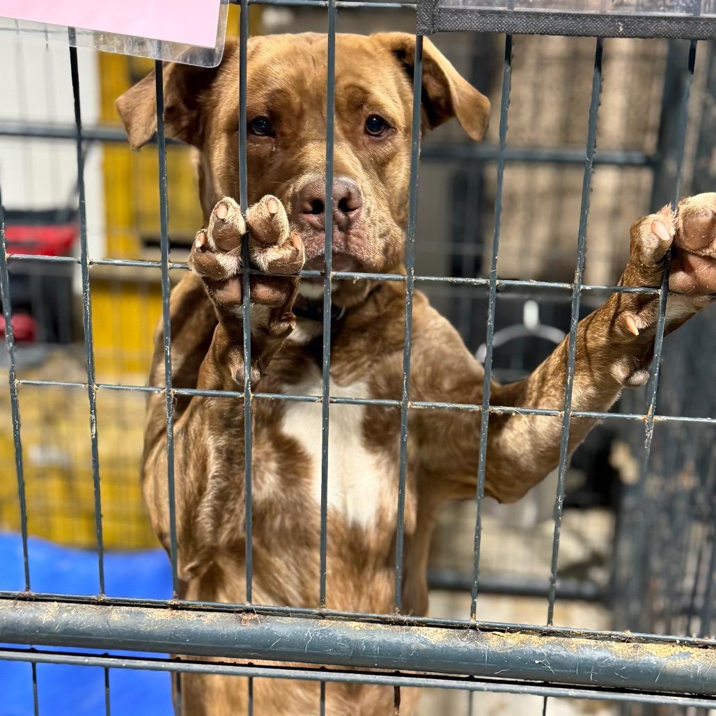 Enlarge Riley, a Adoptable mixed breed in Fort Smith, AR image 2/2