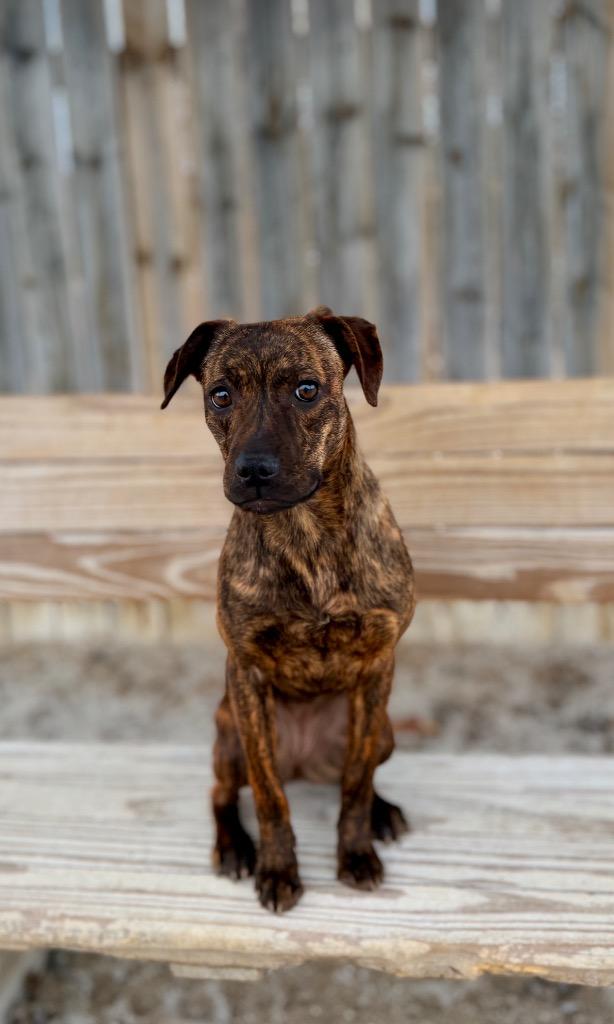Tara, Adoptable, Young Female Terrier & Mixed Breed.