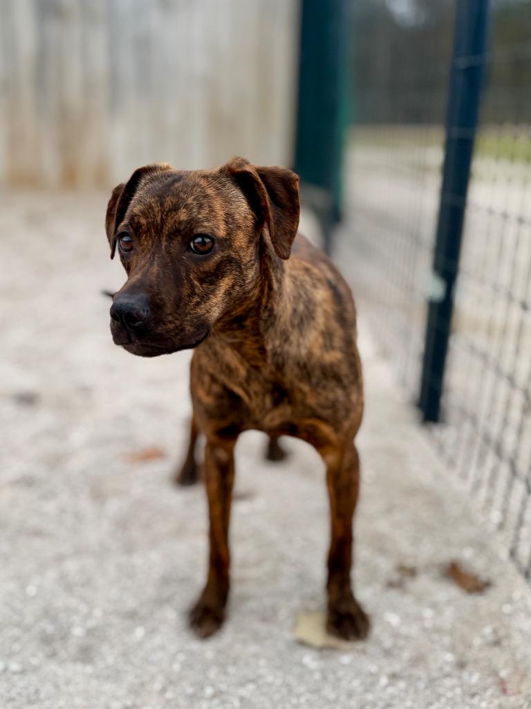 Enlarge Tara, a Adoptable mixed breed in Muskegon, MI image 2/3