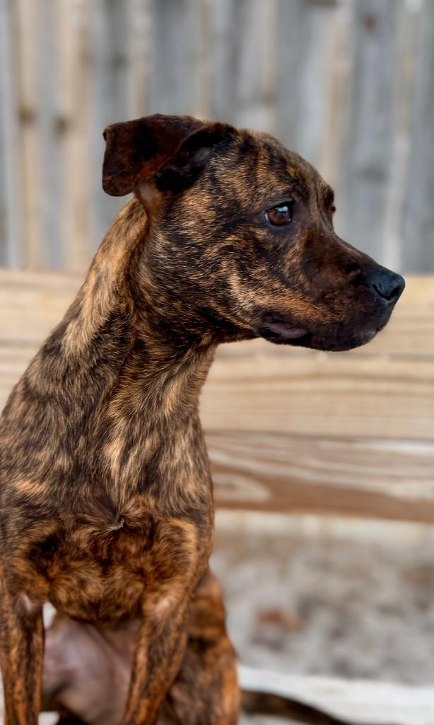 Enlarge Tara, a Adoptable mixed breed in Muskegon, MI image 3/3