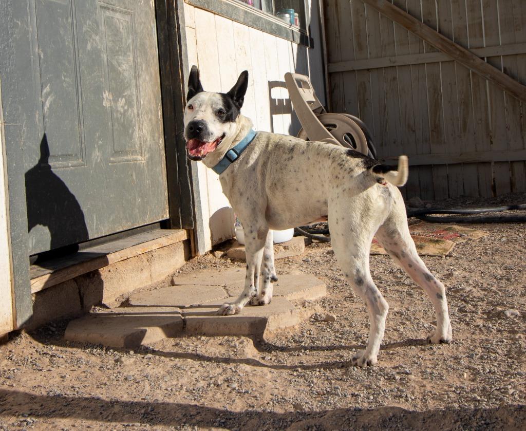 Enlarge Washington, a Adoptable mixed breed in Pahrump, NV image 1/6